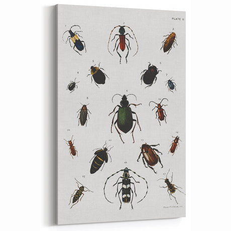 Vintage Beetle Illustration - Grunge Insect Art - Abstract Canvas Print