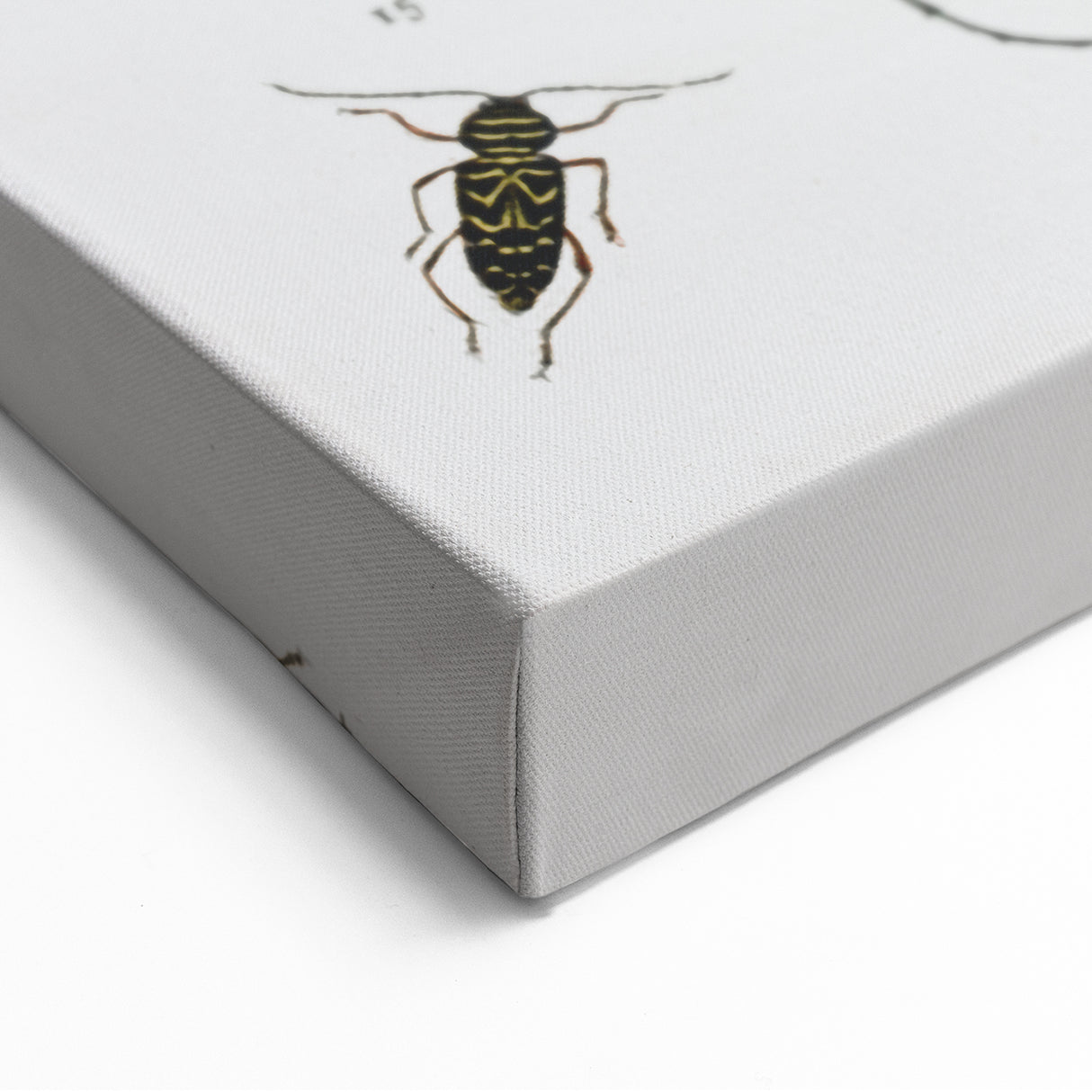 Vintage Beetle Illustration - Grunge Insect Art - Abstract Canvas Print