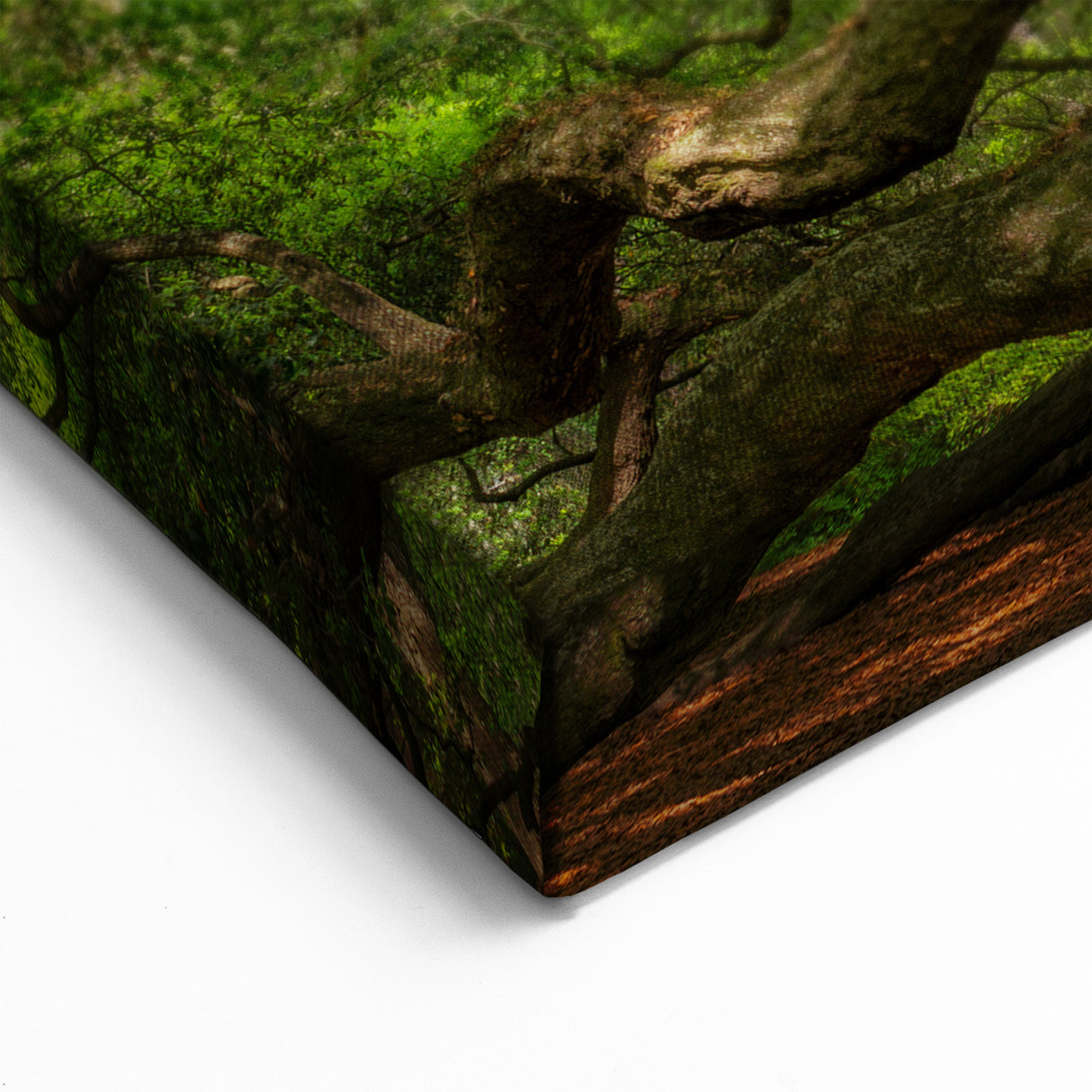 Historic Charleston Art - Angel Oak Tree South Carolina Photography