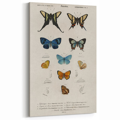 Vintage Grunge Butterfly Chart - Distressed Insect Canvas Wall Art