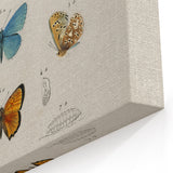 Vintage Grunge Butterfly Chart - Distressed Insect Canvas Wall Art