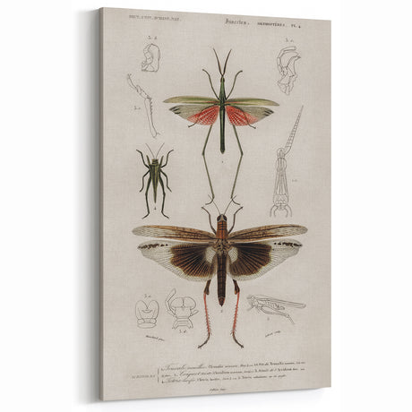 Vintage Insect Grunge Art - Distressed Canvas Print - Urban Decor