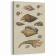 Vintage Grunge Seashell Illustration - Distressed Nautical Wall Art