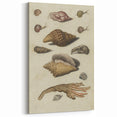 Vintage Grunge Seashell Illustration - Distressed Nautical Wall Art