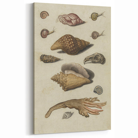 Vintage Grunge Seashell Illustration - Distressed Nautical Wall Art