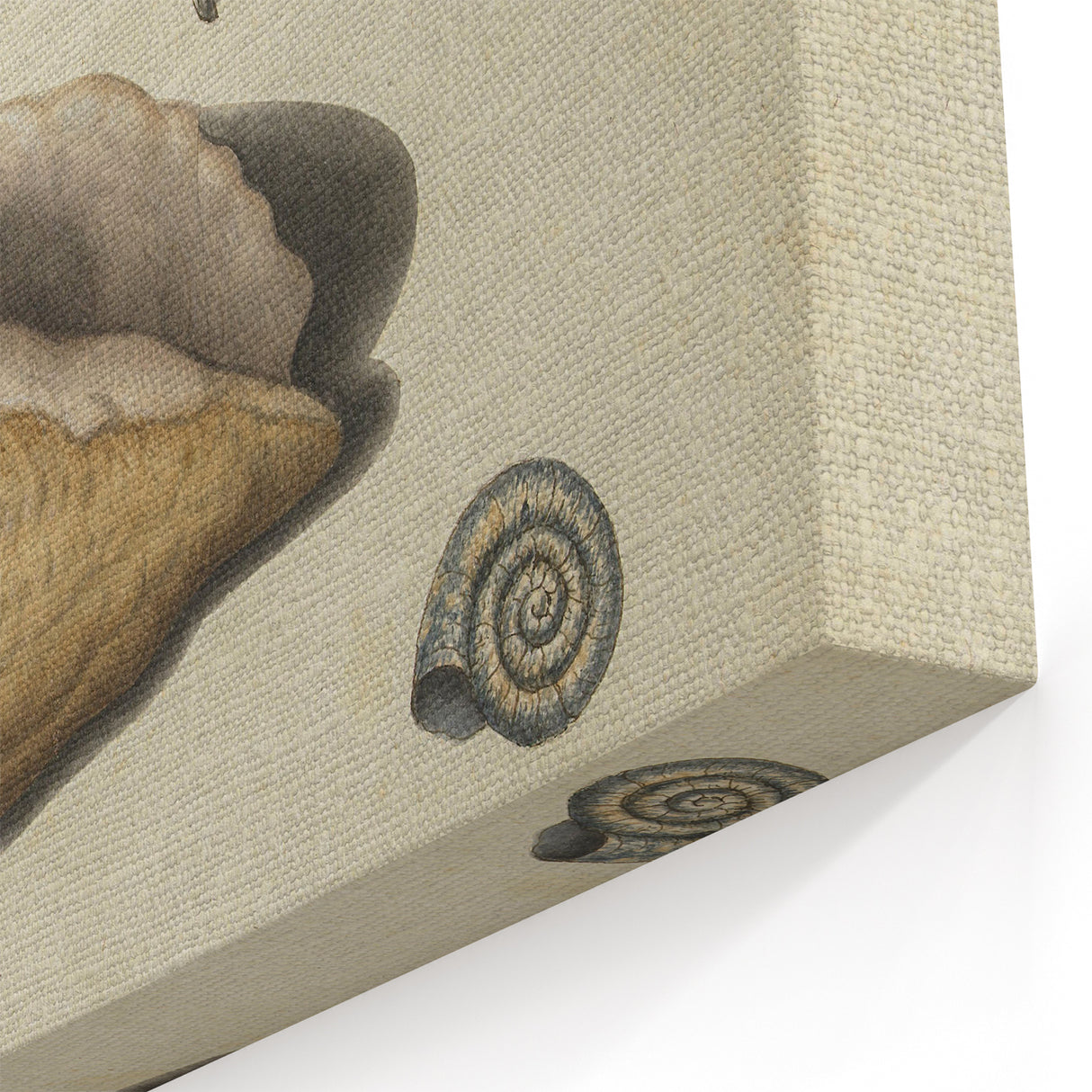 Vintage Grunge Seashell Illustration - Distressed Nautical Wall Art