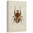 Vintage Grunge Beetle Art - Distressed Insect Illustration Wall Print
