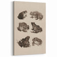 Vintage Grunge Frog Illustration - Distressed Amphibian Wall Art Print