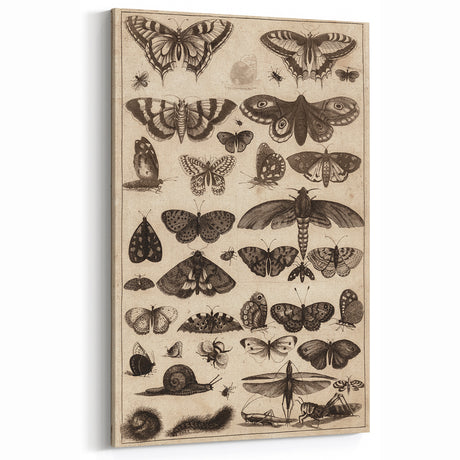 Vintage Grunge Insect Art - Distressed Butterfly Canvas Print Decor
