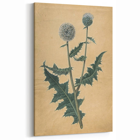Grunge Botanical Wall Art - Vintage Thistle Canvas Print Decor