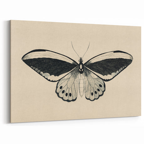 Grunge Butterfly Art Print - Vintage Monochrome Canvas - Retro Decor