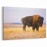 Nebraska Wall Art - Majestic Bison Nebraska Photography Canvas Prints