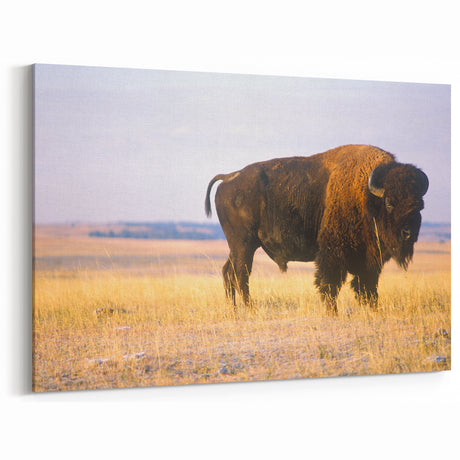 Nebraska Wall Art - Majestic Bison Nebraska Photography Canvas Prints