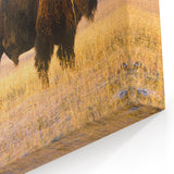 Nebraska Wall Art - Majestic Bison Nebraska Photography Canvas Prints