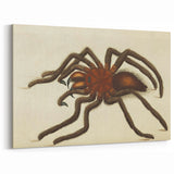 Grunge Spider Illustration - Vintage Grunge Aesthetic Canvas Print