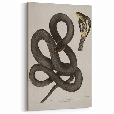 Grunge Wall Art - Vintage Cobra Snake Illustration Grunge Canvas Print