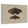 Grunge Wall Art: Moth Illustration | Vintage Grunge Canvas Print