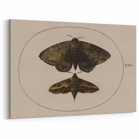 Grunge Wall Art: Moth Illustration | Vintage Grunge Canvas Print