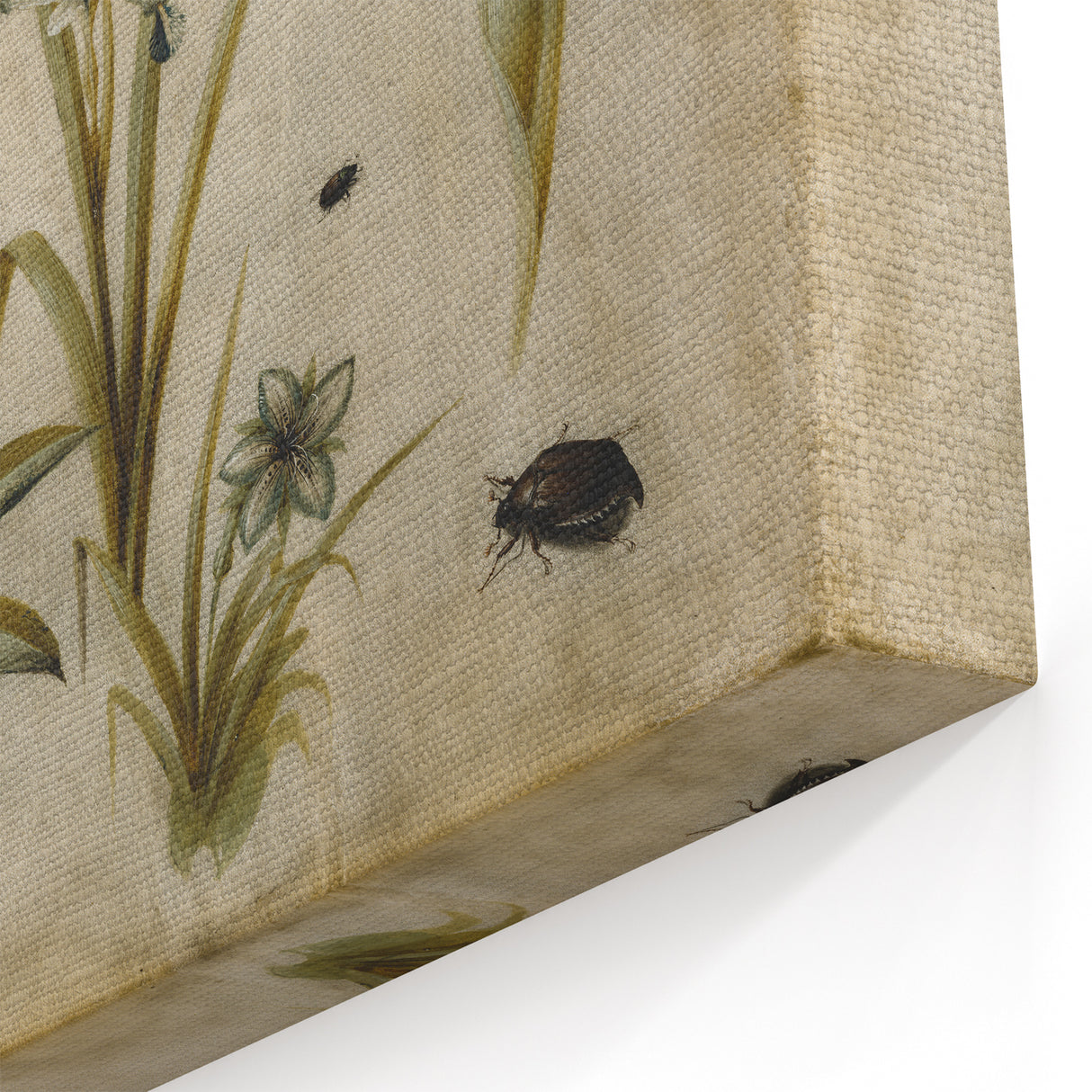 Grunge Wall Art: Botanical Insects Illustration | Vintage Grunge Canvas Print
