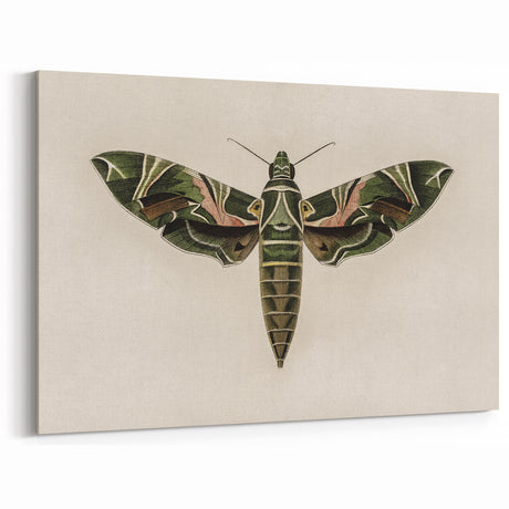 Grunge Wall Art: Moth Design | Vintage Grunge Canvas Print for Modern Homes