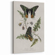 Grunge Aesthetic Art: Vintage Butterfly Illustration Grunge Wall Art