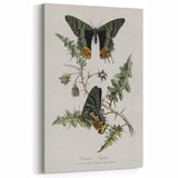 Grunge Aesthetic Art: Vintage Butterfly Illustration Grunge Wall Art