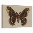Grunge Aesthetic Art: Vintage Moth Illustration Grunge Canvas Print
