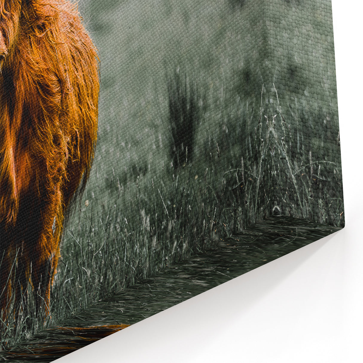 Highland Wall Art – Majestic Scottish Cow in the Rugged Highlands