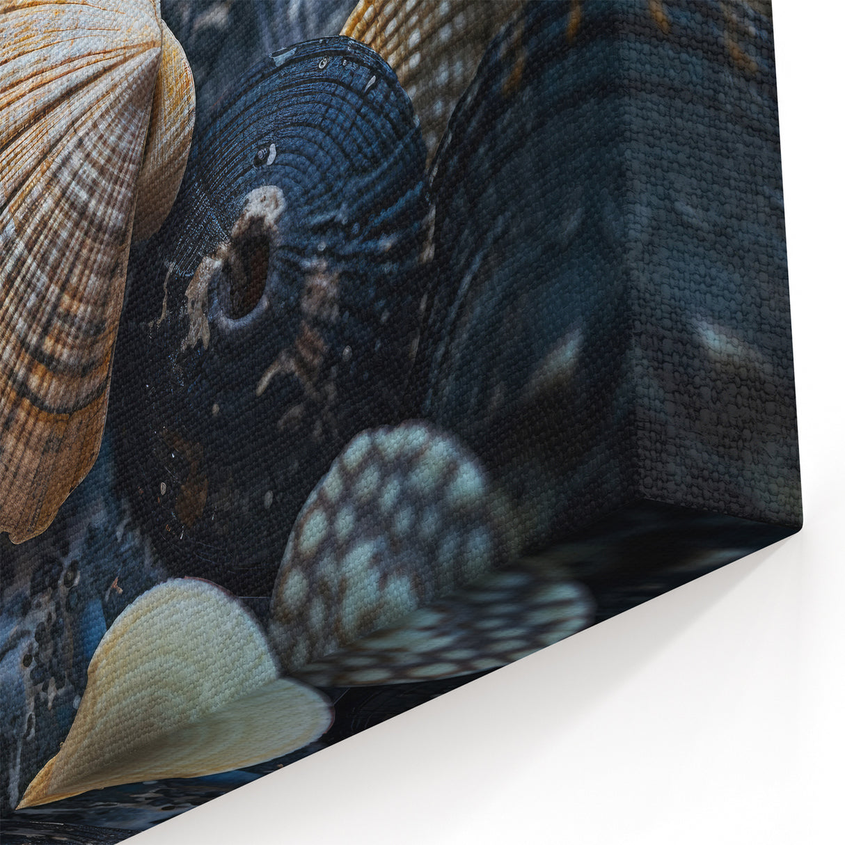 Seashell Close-Up Coastal Wall Art – Ocean-Themed Nature Print