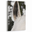Rustic Wall Art - Close-Up Horse Ear Detail, Farmhouse Decor Print
