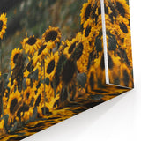 Rustic Wall Art - Sunflower Field at Sunset, Farmhouse Decor Print