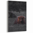 Rustic Wall Art - Highland Cows Resting in Field, Farmhouse Decor Print