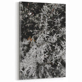 Rustic Wall Art - Frosted Evergreen Branches for Winter Wonderland Decor