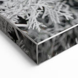Rustic Wall Art - Frosted Evergreen Branches for Winter Wonderland Decor