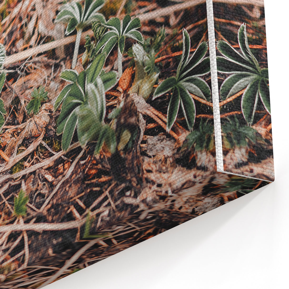 Rustic Wall Art - Green Seedlings in Nature for Farmhouse Nature Decor