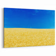 Ukraine Landscape Art – Golden Wheat Field Under Blue Sky Wall Print