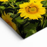 Ukraine Wall Art – Stunning Sunflower Field Ukraine Scenery Canvas Print