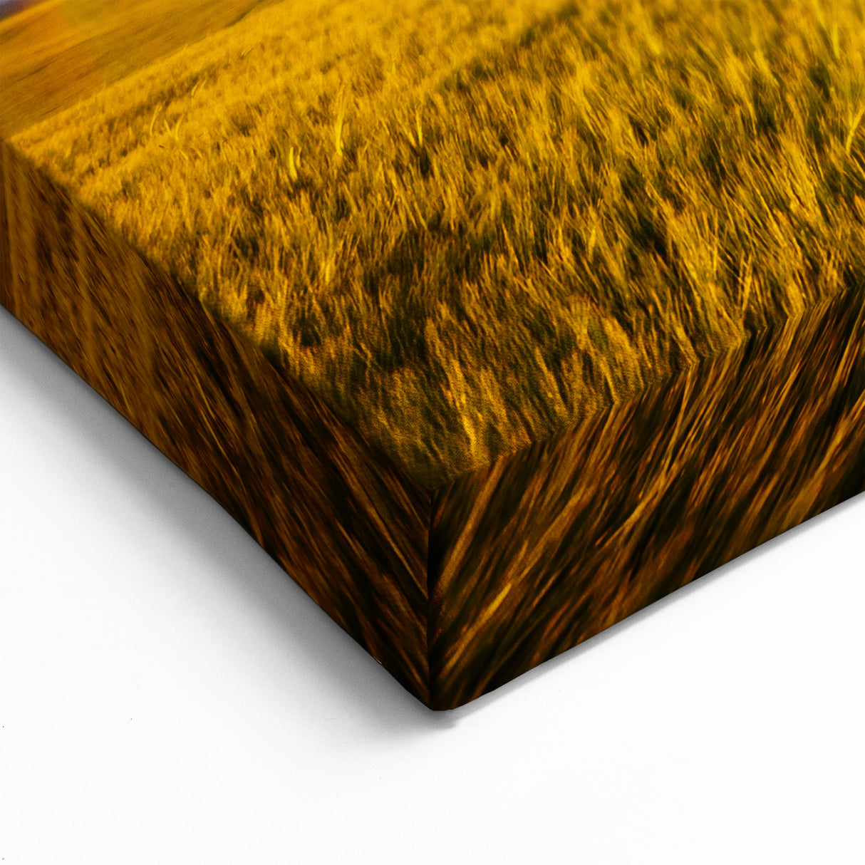 Ukraine Landscape Art – Rainbow Over Golden Field Canvas Print