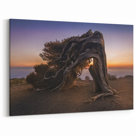 Canary Islands Landscape Art – Dramatic Twisted Tree at Sunset Scene