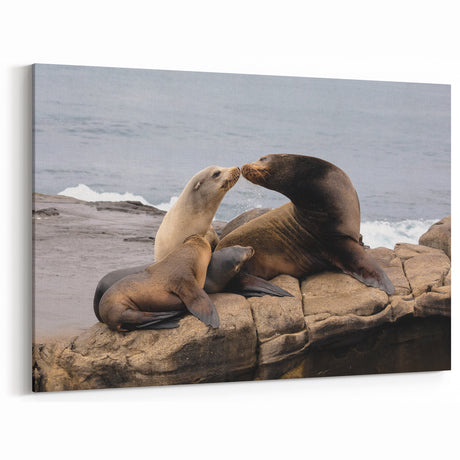 Sea Lion Family by the Shore – San Diego Coastal Wildlife Wall Art