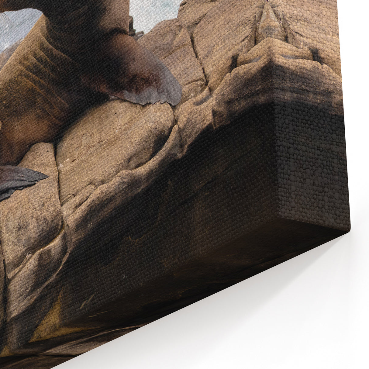 Sea Lion Family by the Shore – San Diego Coastal Wildlife Wall Art
