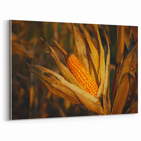 Rustic Corn Harvest Wall Art – Golden Corn on the Cob in Field Close-Up