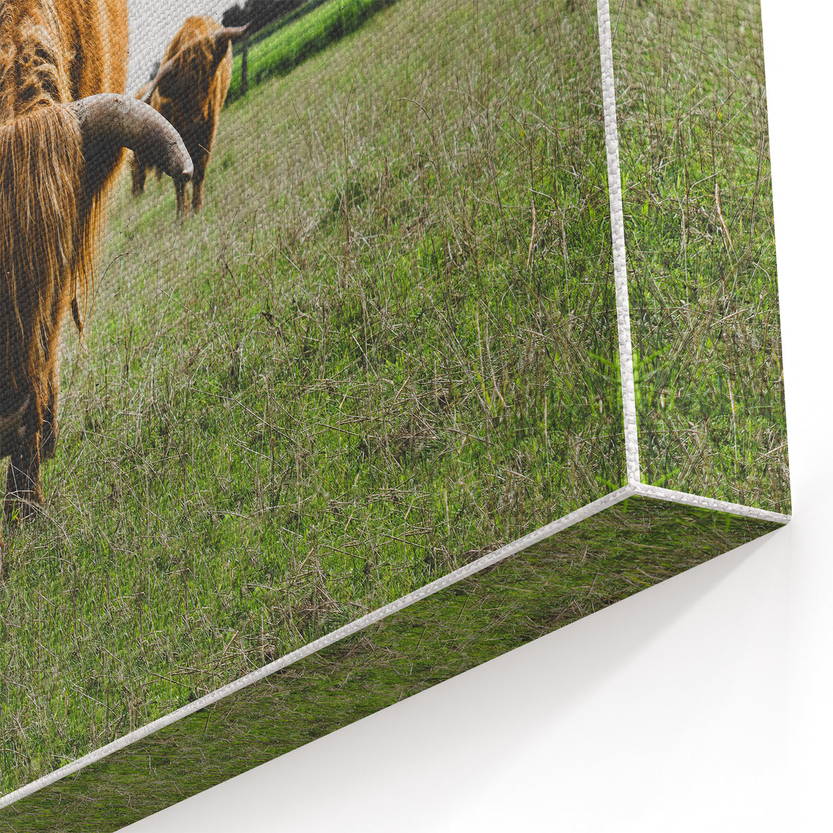 Highland Cattle in Field Rustic Wall Art – Farmhouse Landscape Decor Print