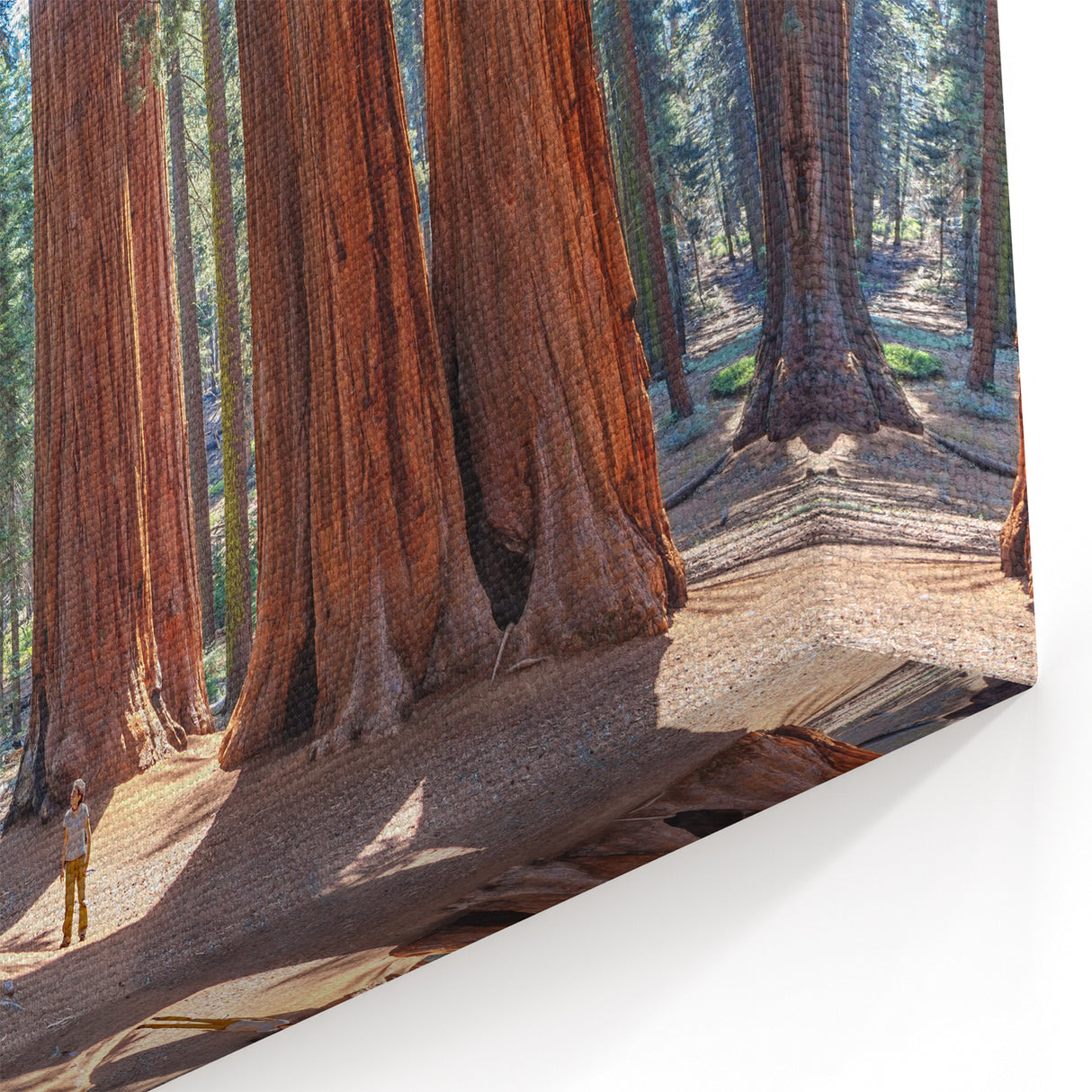 Sequoia National Park Art – Majestic Towering Trees Canvas and Framed Prints