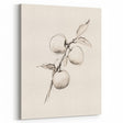 Minimalist Wall Art – Simple Botanical Line Art Prints for Modern Decor