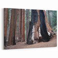 Wilderness Scenes of Sequoia – Burned Sequoia Trunk Nature Photography Art