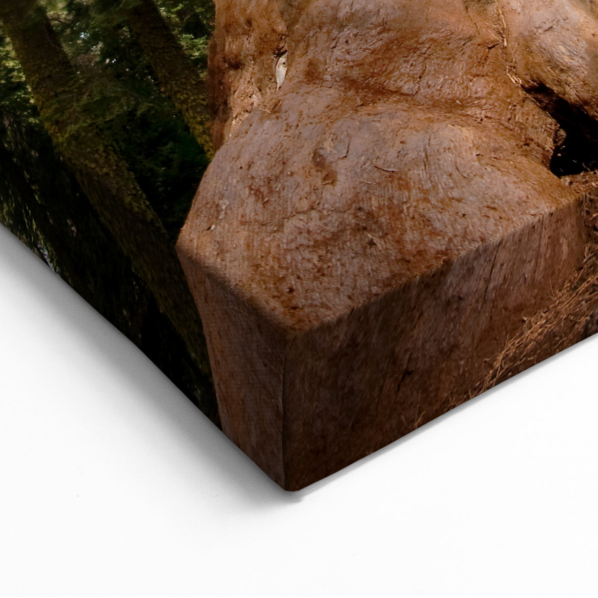 Sequoia Forest Canvas – Majestic Giant Sequoia Tree in California Print