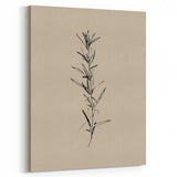 Minimalist Botanical Line Art – Elegant Plant Study for Modern Wall Decor