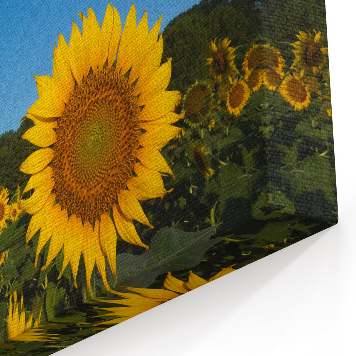 Raleigh Sunflower Field Art - Vibrant North Carolina Nature Photography