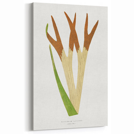 Elegant Realism Art Print – Staghorn Fern by Edward Joseph Lowe